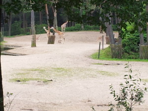 Die fünf Dschungelmädchen