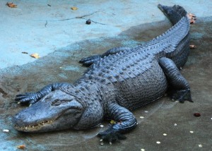 Krokodil_Belgrade_zoo